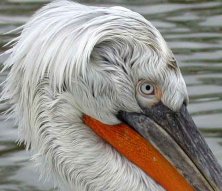 parc des oiseaux de Villars les Dombes chambres d'hotes relais du bac Vertrieu Cremieu Lagnieu