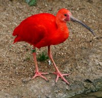 villars les dombes - parc aux oiseaux chambres d'hotes relais du bac Vertrieu Cremieu Lagnieu